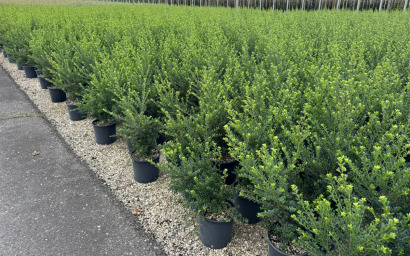 ILEX CRENATA